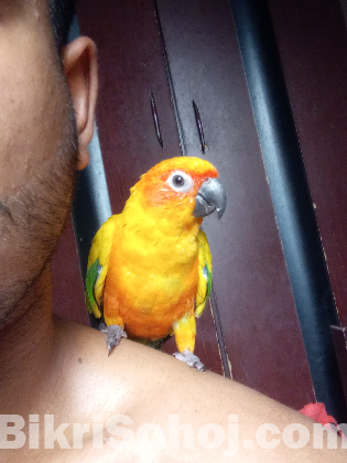 Sun conure female